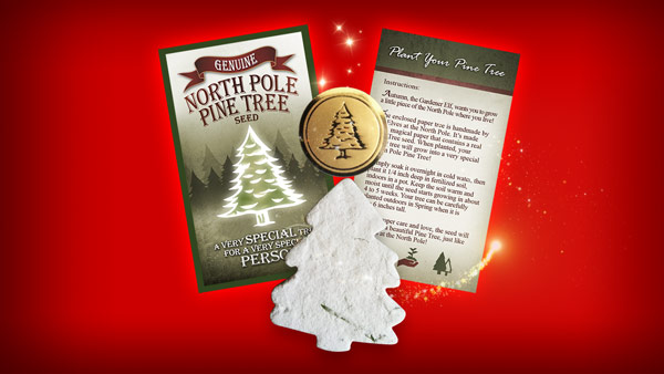 Genuine North Pole Pine Tree Seed